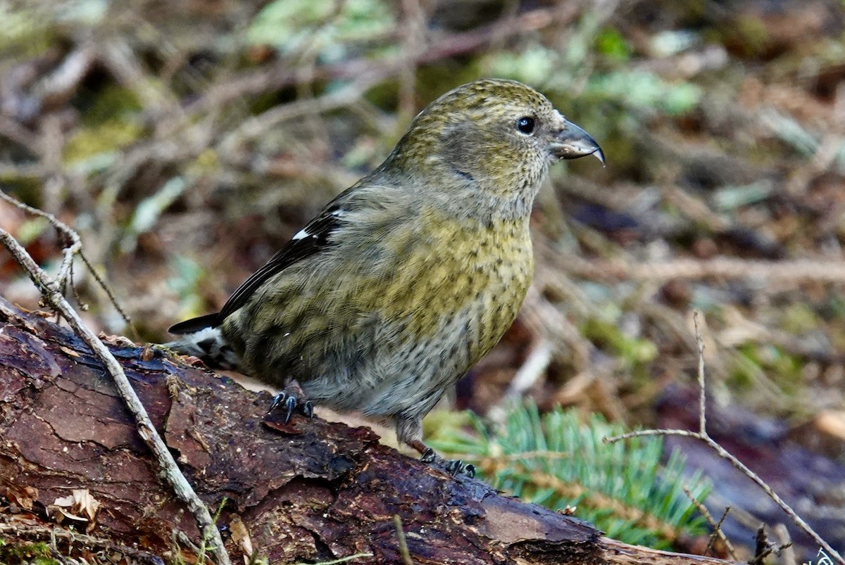 White-winged Crossbill - ML616860639