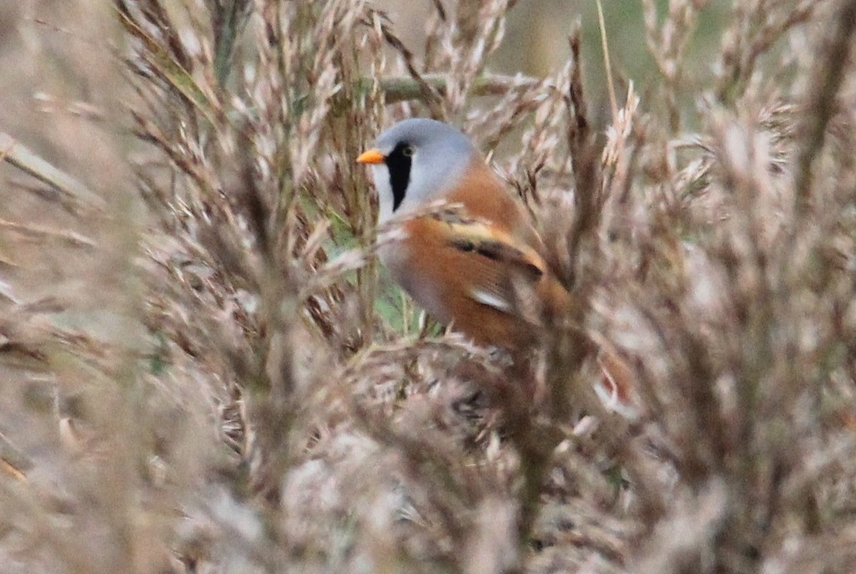 Bearded Reedling - ML616860653