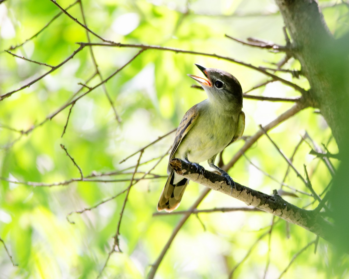 White-winged Becard - ML616860660