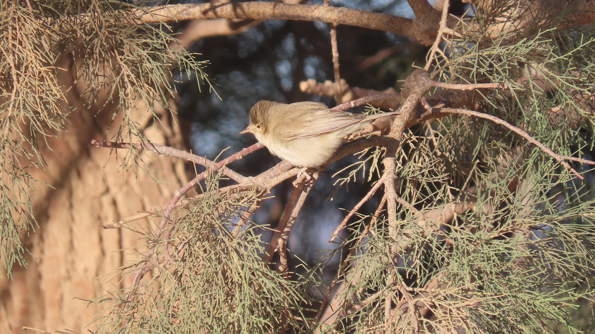 Eastern/Western Olivaceous Warbler - Oli Bailey