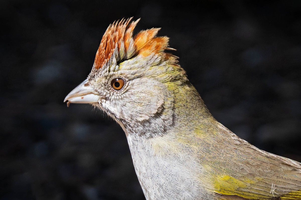 Green-tailed Towhee - ML616860709