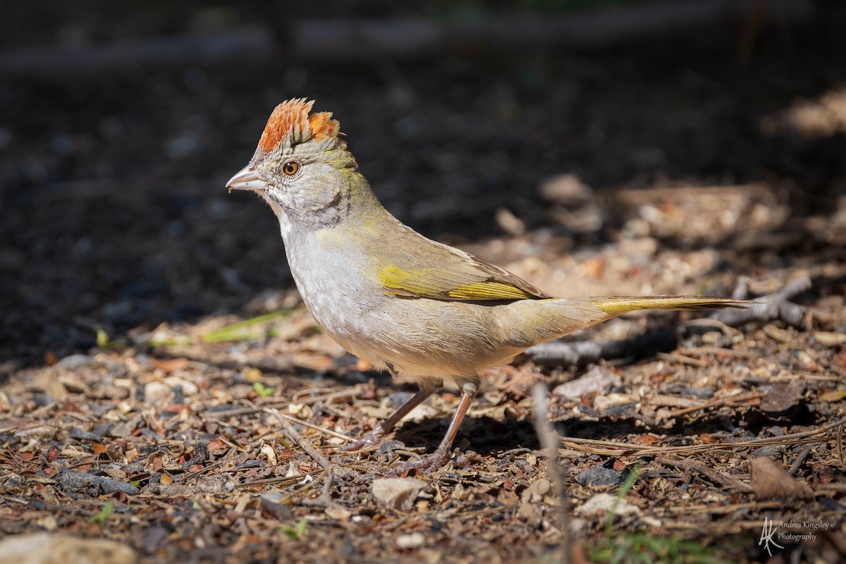 Green-tailed Towhee - ML616860710