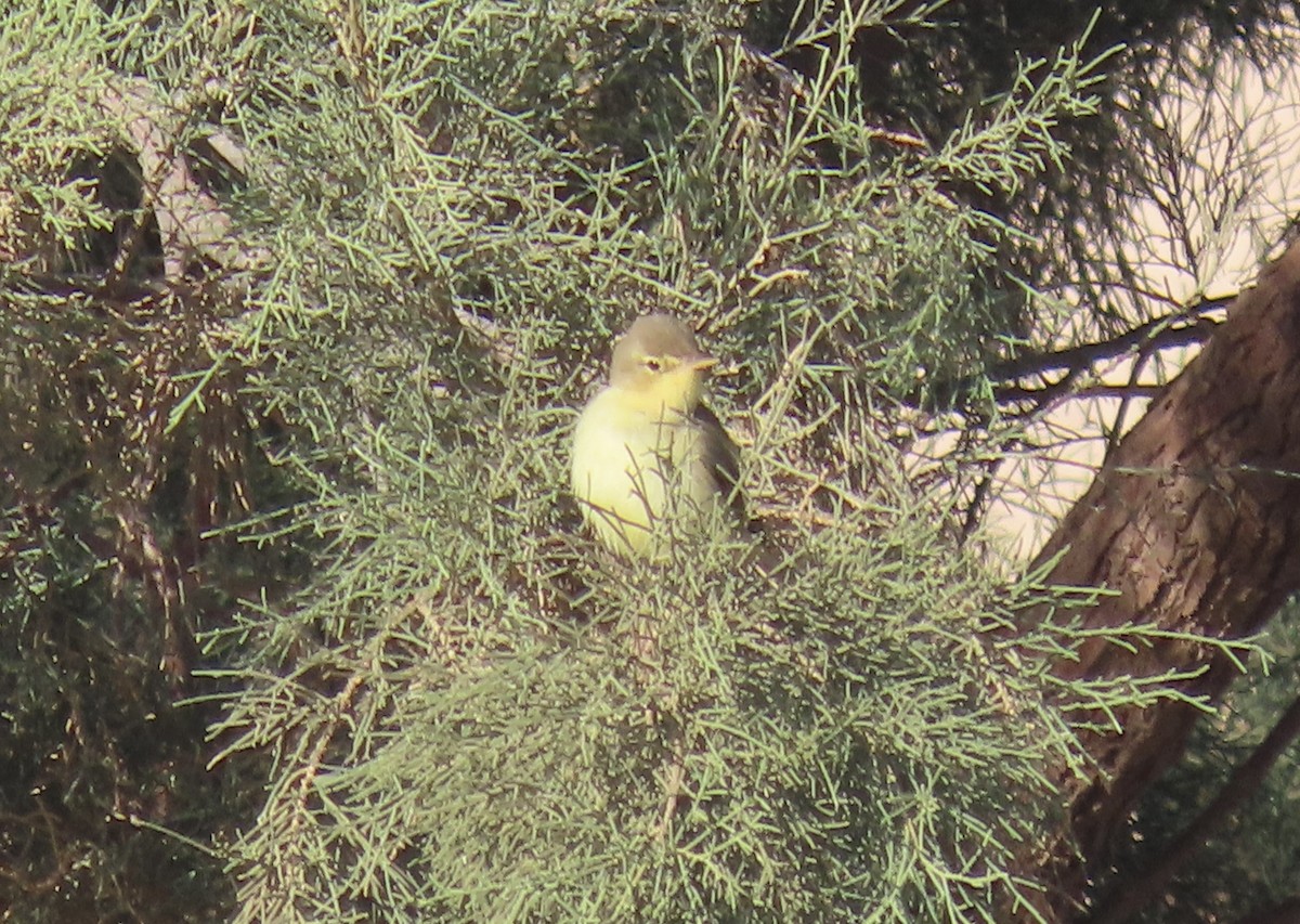 Melodious Warbler - ML616860713
