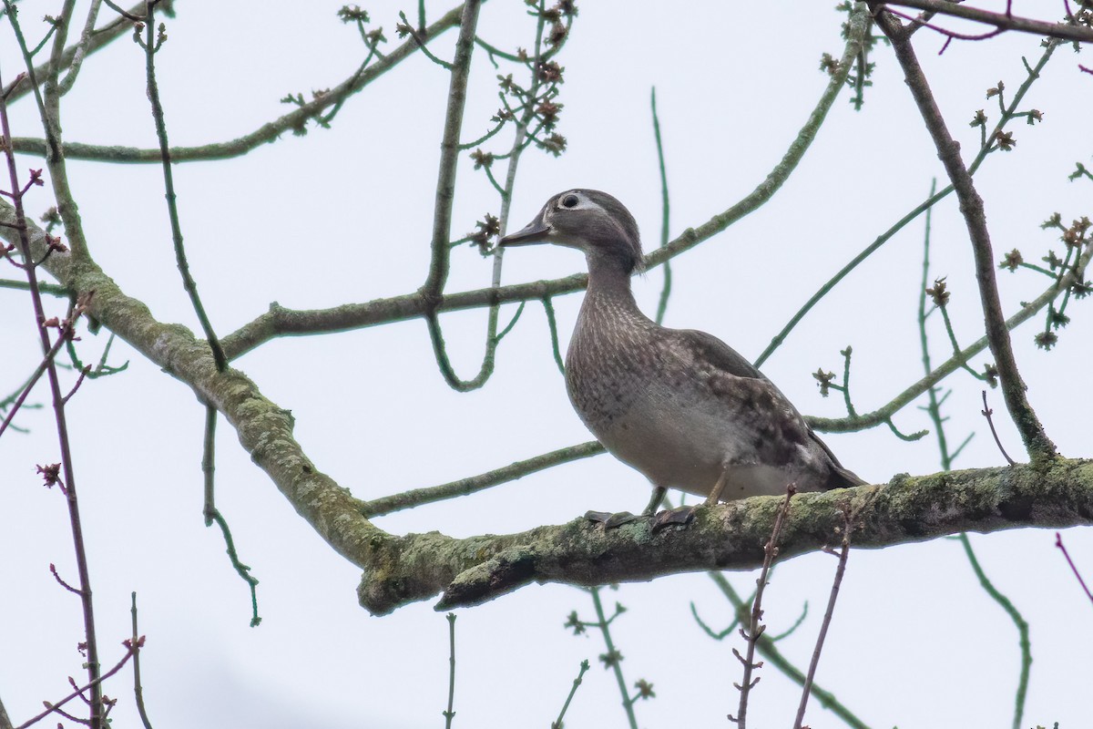 Wood Duck - ML616860716