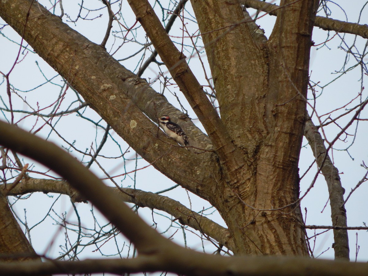 Hairy Woodpecker - ML616860732