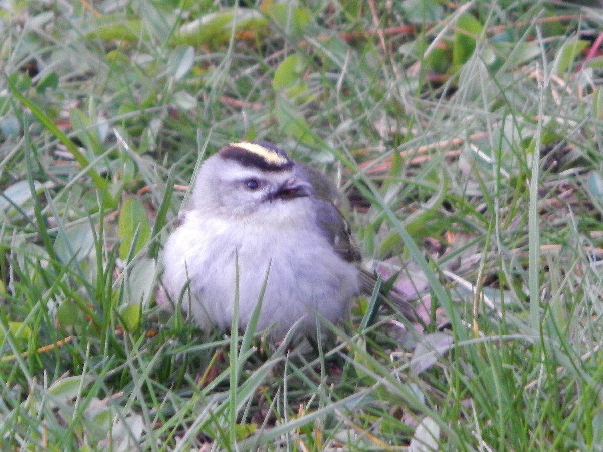 Golden-crowned Kinglet - ML616860748