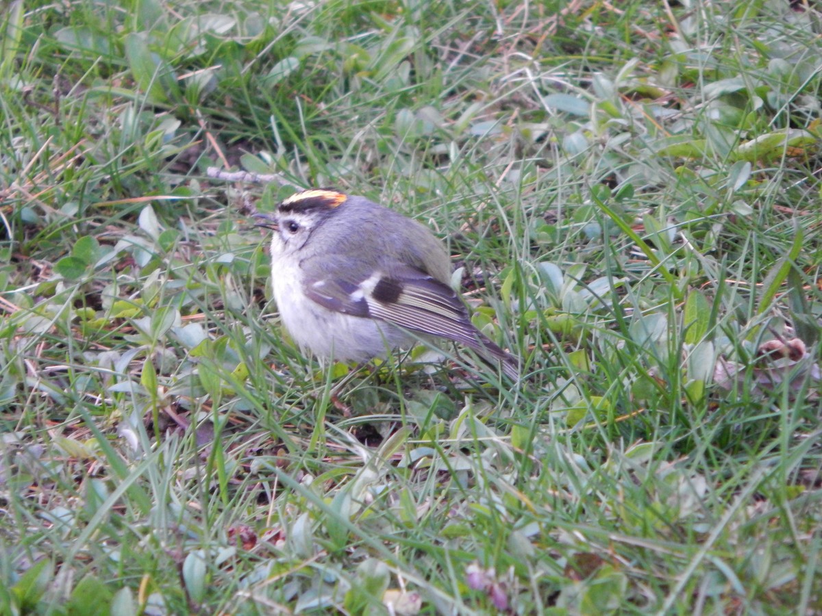 Golden-crowned Kinglet - ML616860749