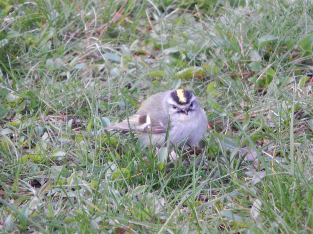 Golden-crowned Kinglet - ML616860750