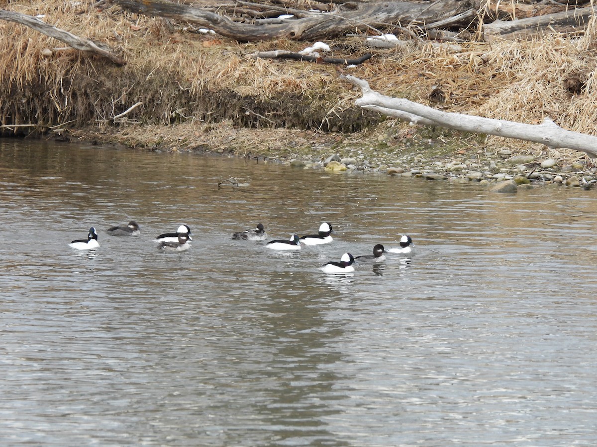 Bufflehead - ML616860752