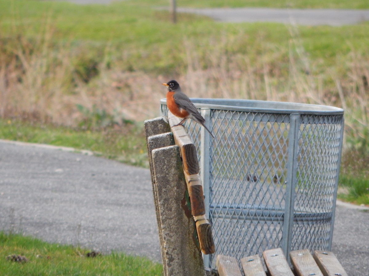 American Robin - ML616860771