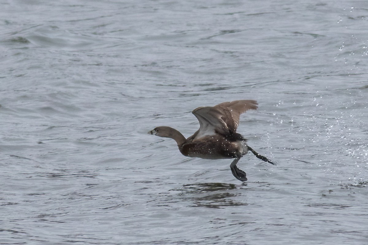 Pied-billed Grebe - ML616860776