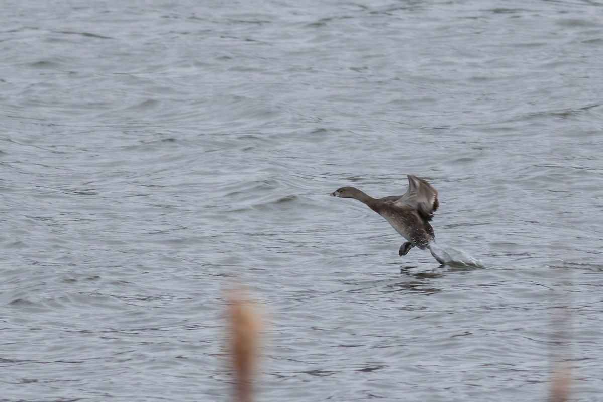 Pied-billed Grebe - ML616860777