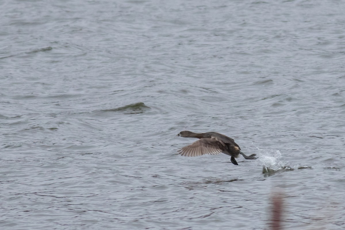 Pied-billed Grebe - ML616860778