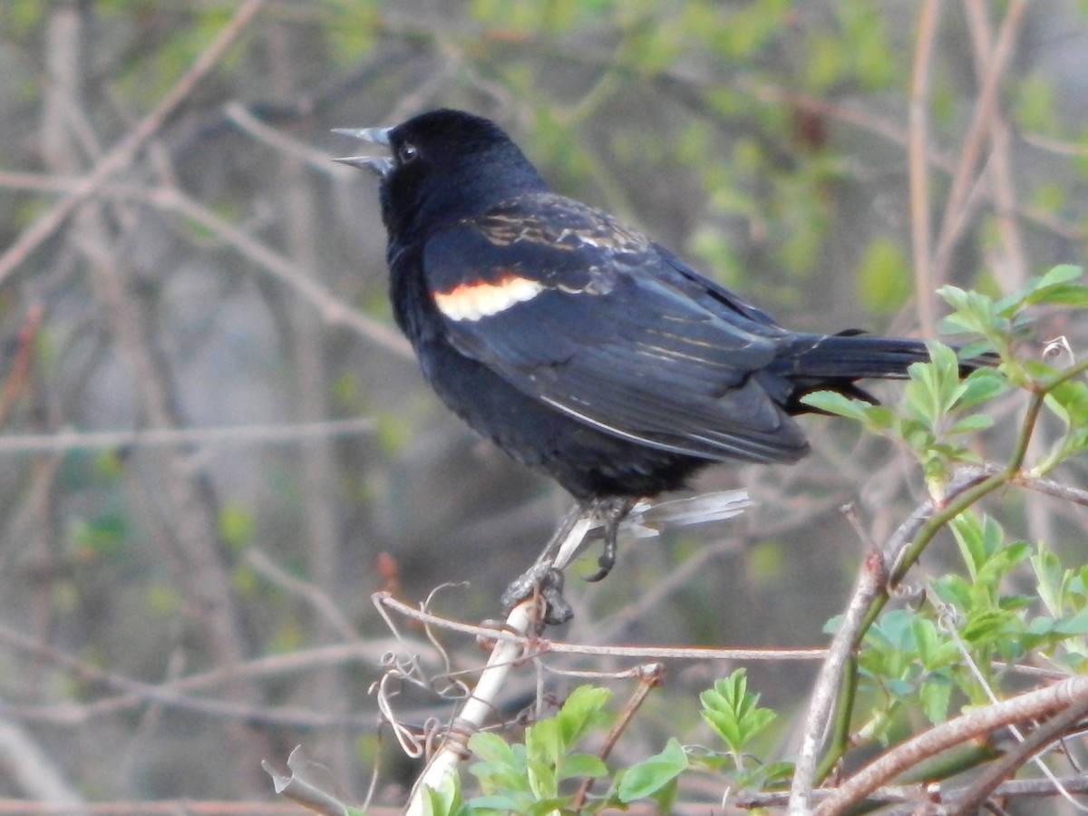 Red-winged Blackbird - ML616860785