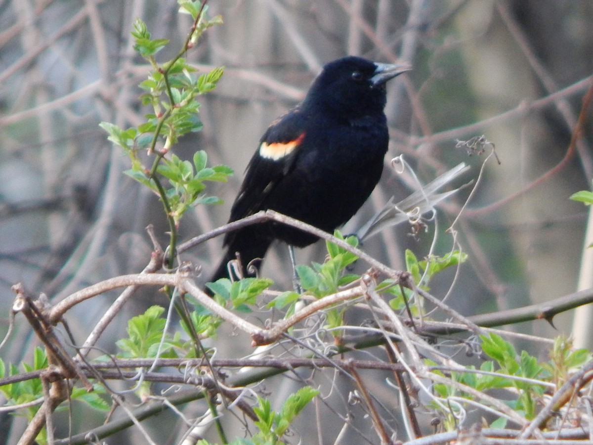 Red-winged Blackbird - ML616860786