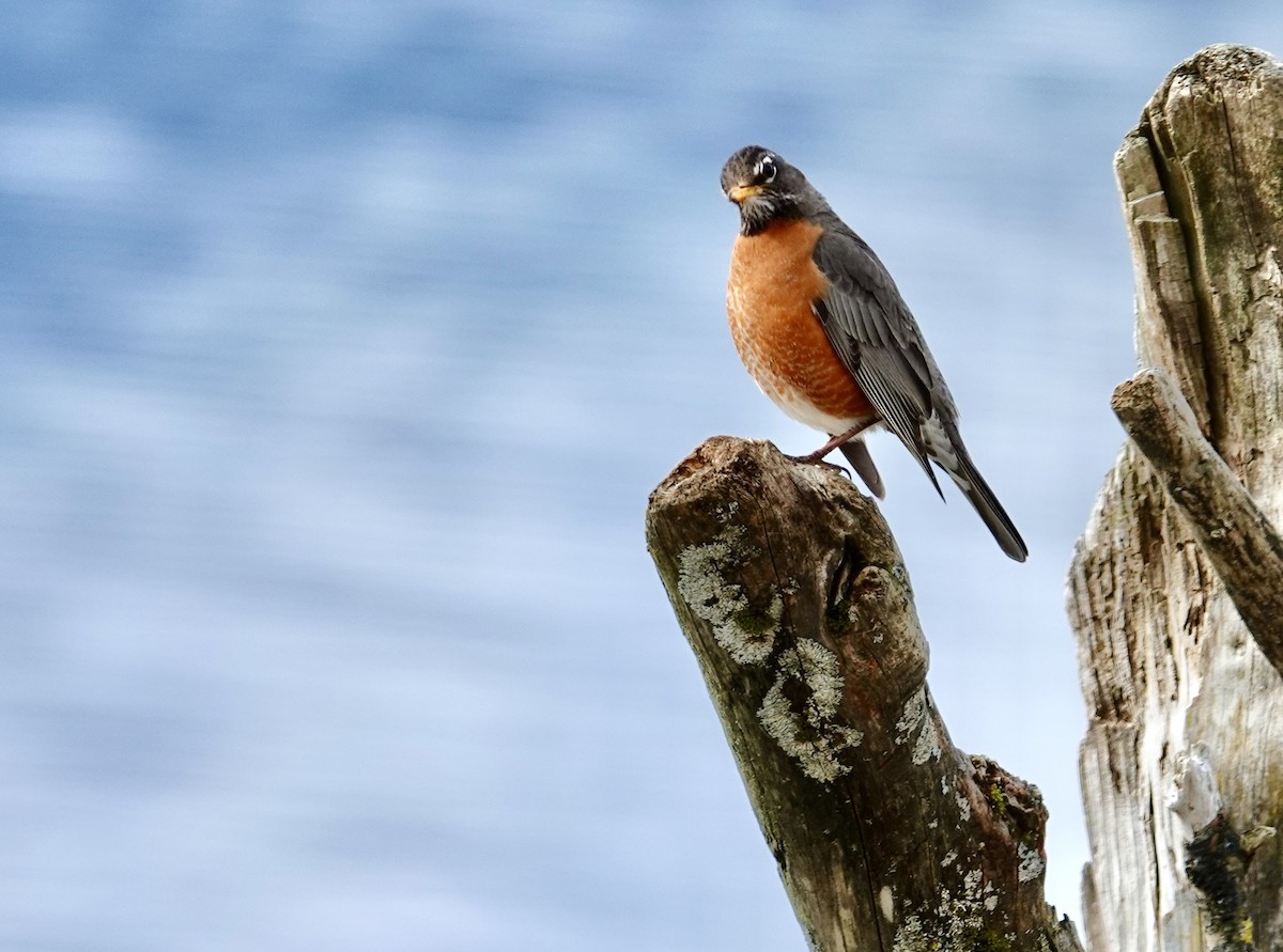 American Robin - Helen Unruh