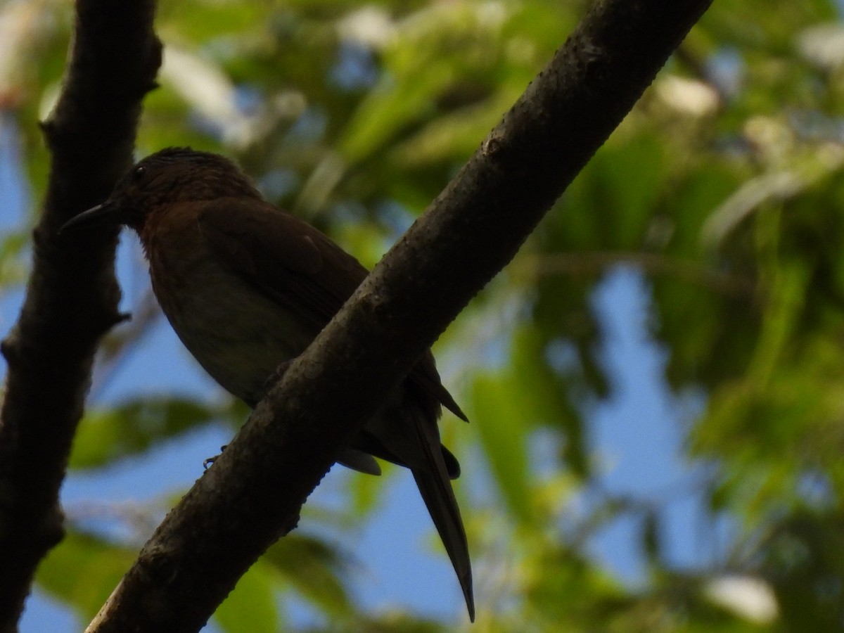 Philippine Bulbul - ML616860809