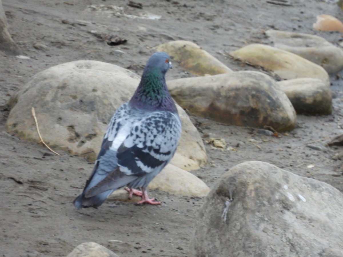 Rock Pigeon (Feral Pigeon) - ML616860817