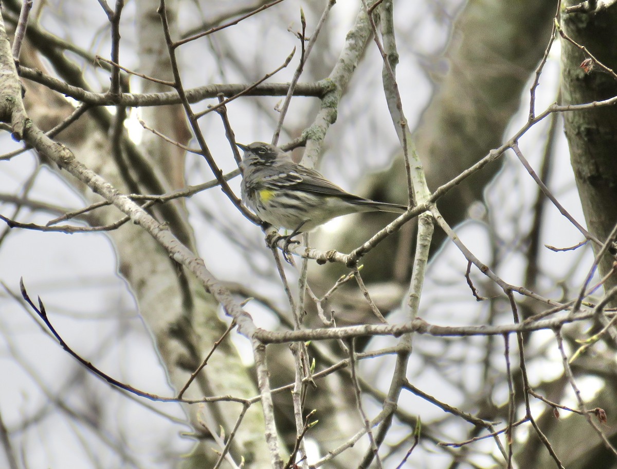 Yellow-rumped Warbler - ML616860825