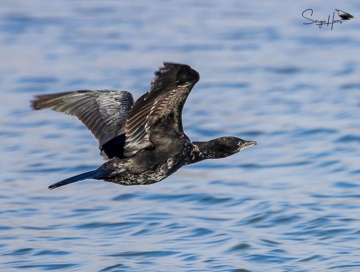 Pygmy Cormorant - ML616860831