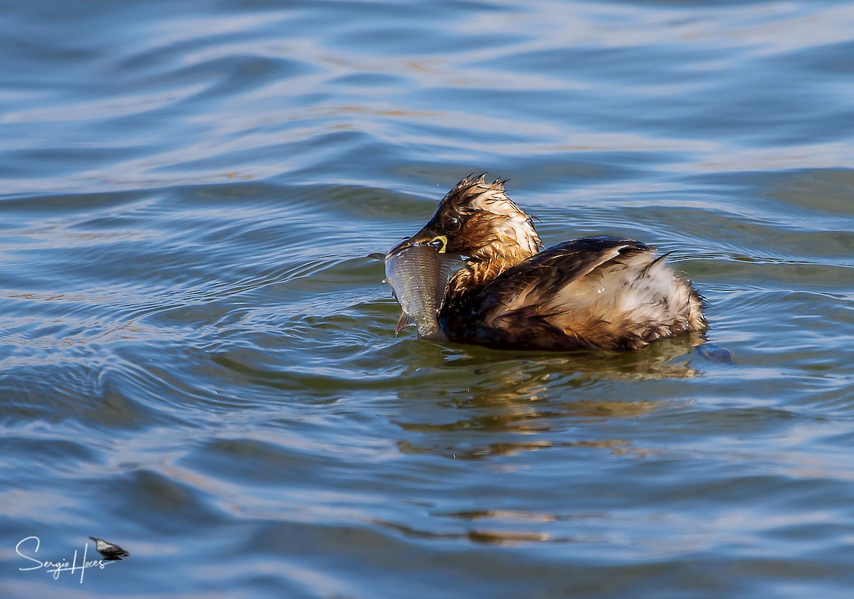 Little Grebe - ML616860846