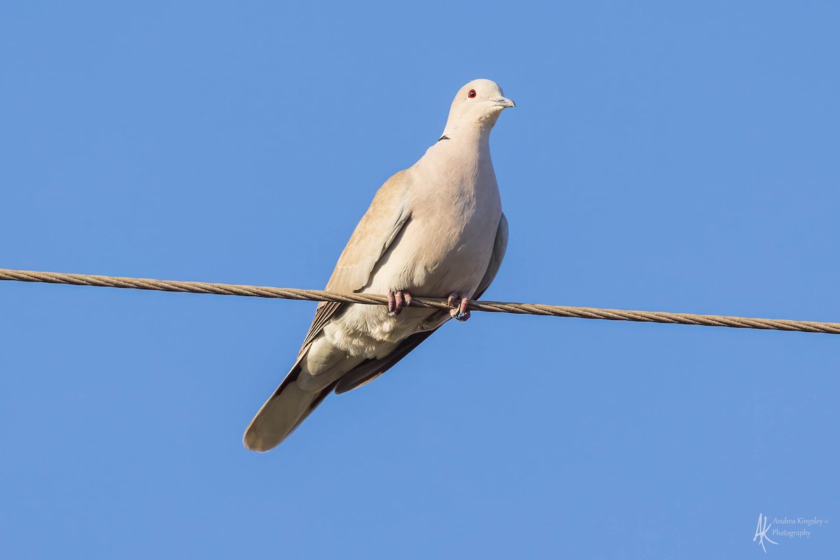 Eurasian Collared-Dove - Andrea Kingsley