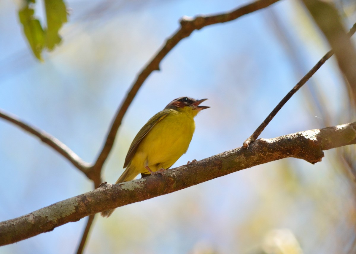 Chestnut-capped Warbler - Jean and Bob Hilscher