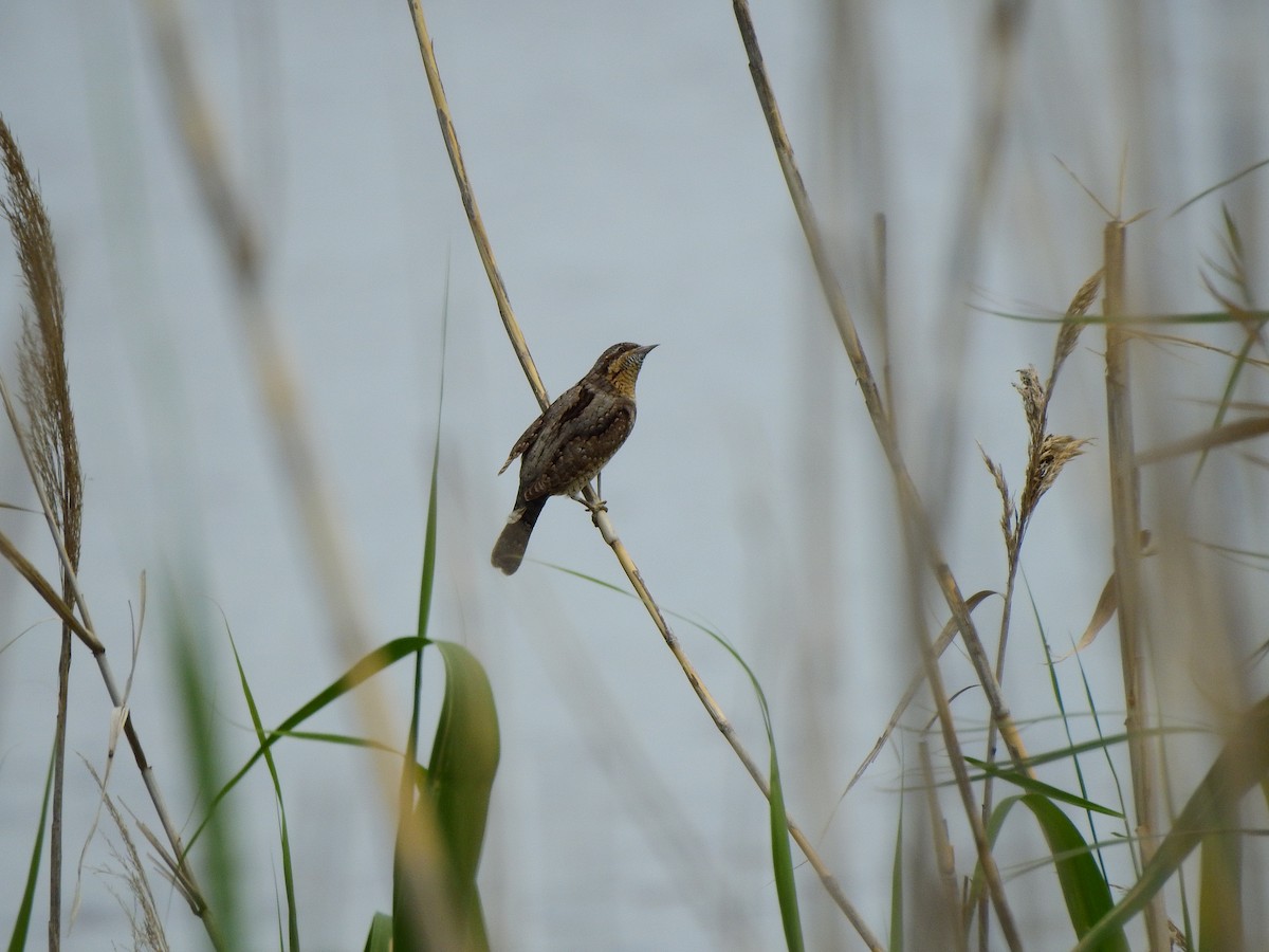 Eurasian Wryneck - BLAS LOPEZ