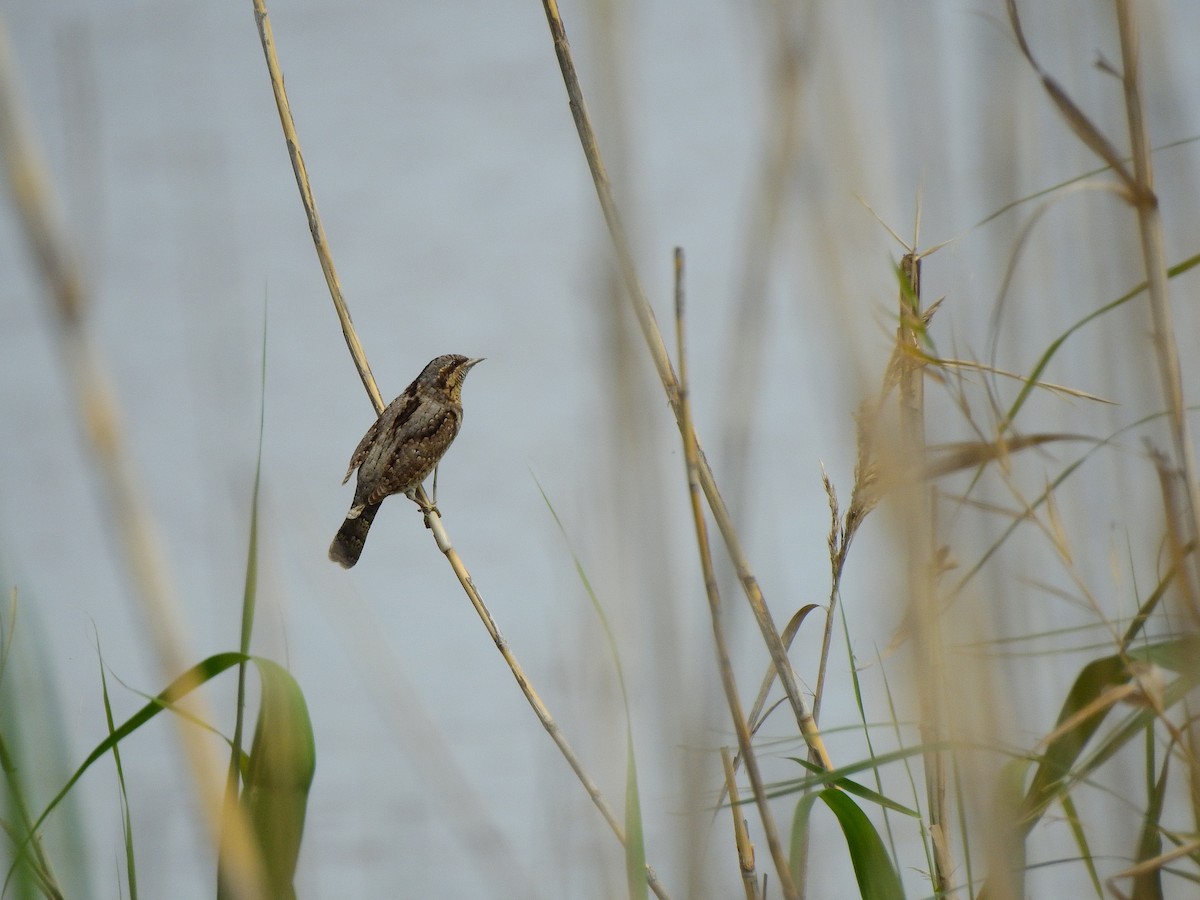 Eurasian Wryneck - BLAS LOPEZ