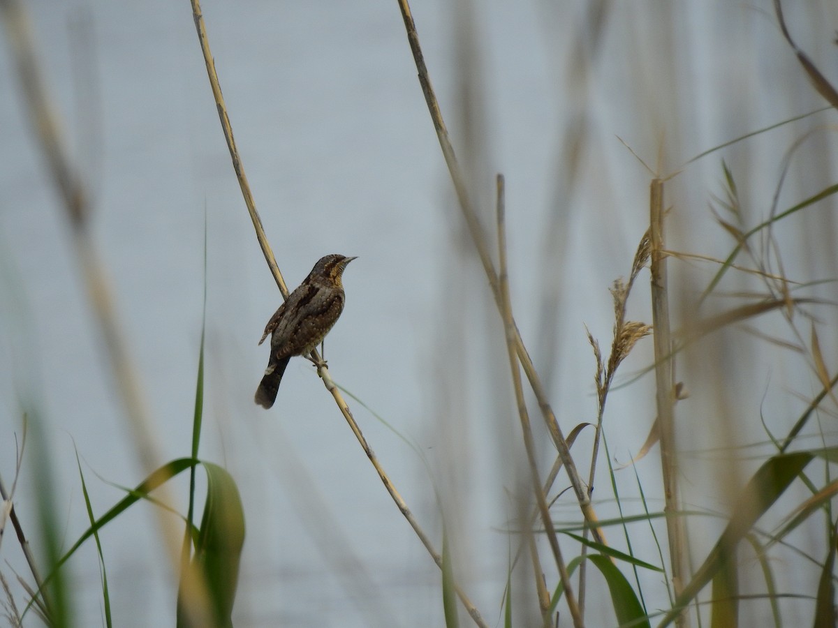 Eurasian Wryneck - BLAS LOPEZ