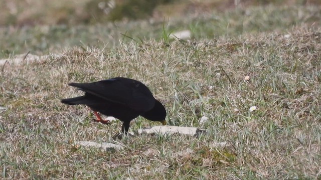 Yellow-billed Chough - ML616861013