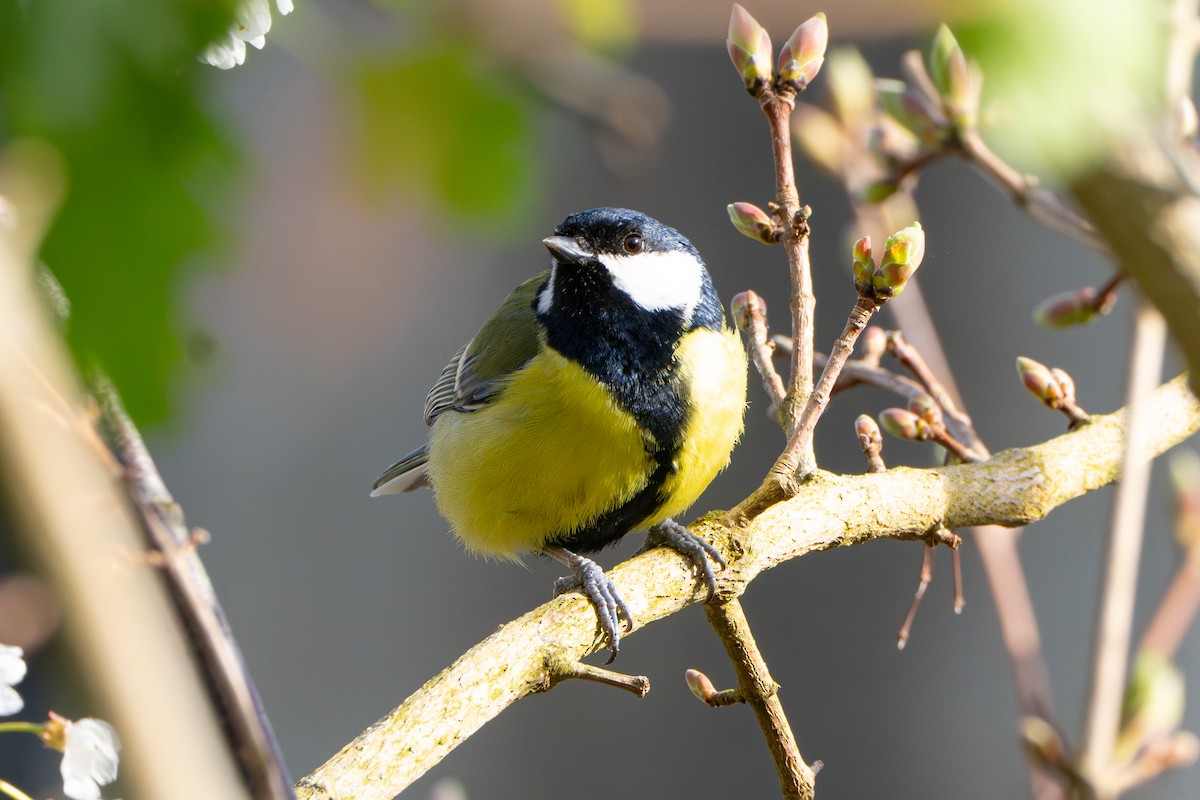 Mésange charbonnière - ML616861039