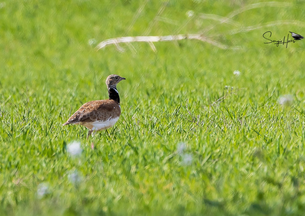 Little Bustard - ML616861073