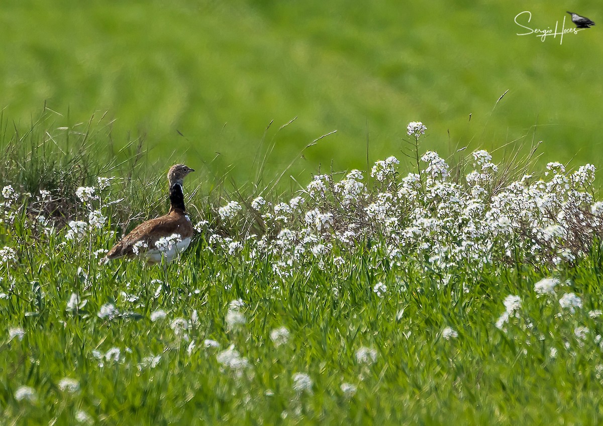 Little Bustard - ML616861076