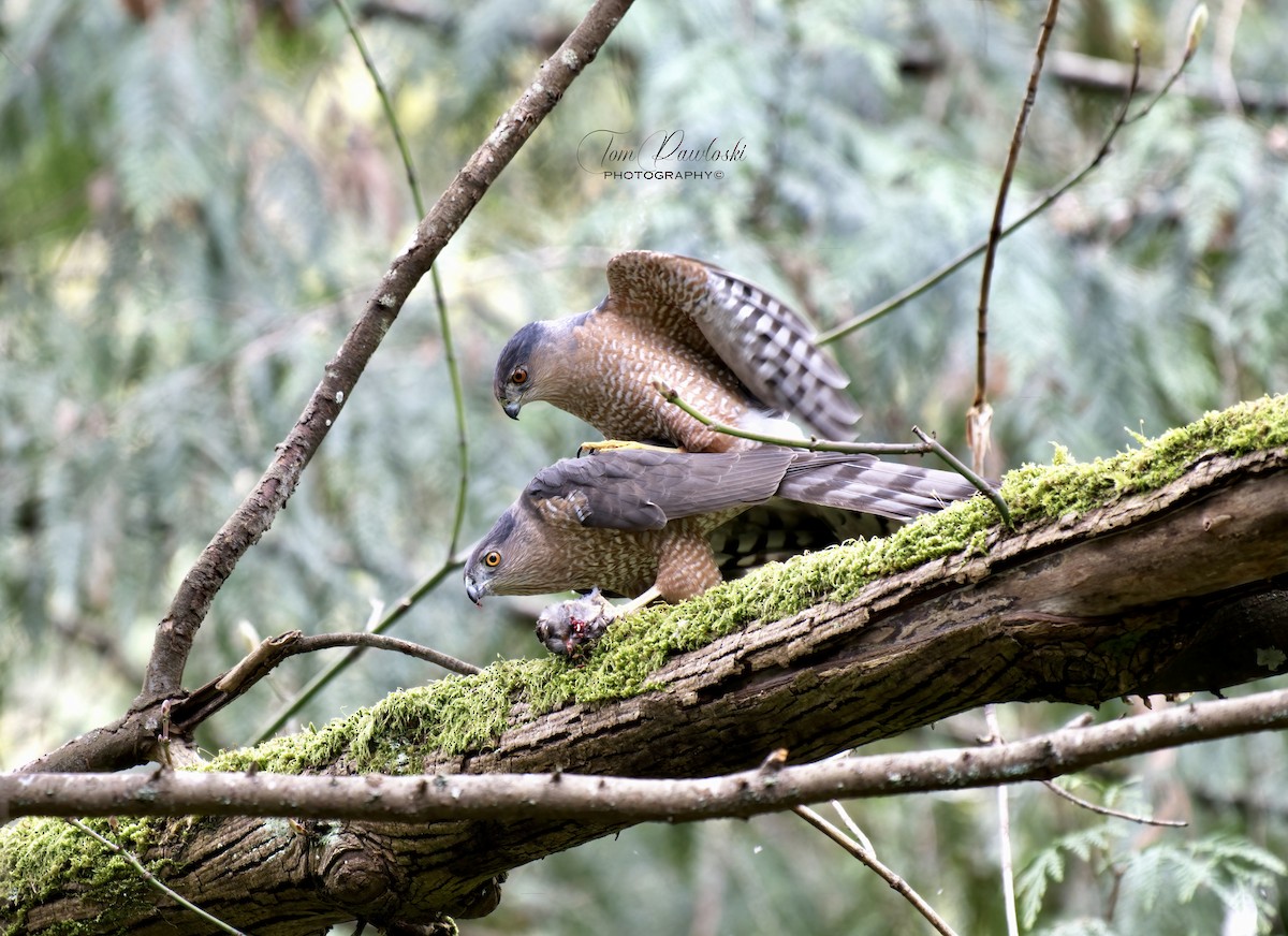 Cooper's Hawk - Tom Pawloski