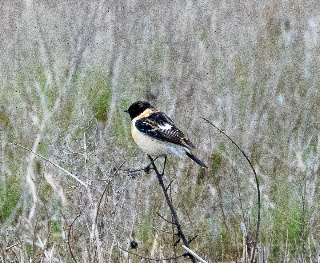 Siberian Stonechat - ML616861143