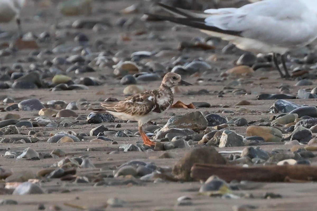 Ruddy Turnstone - ML616861172