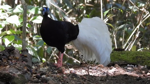 Faisán Coliblanco - ML616861210