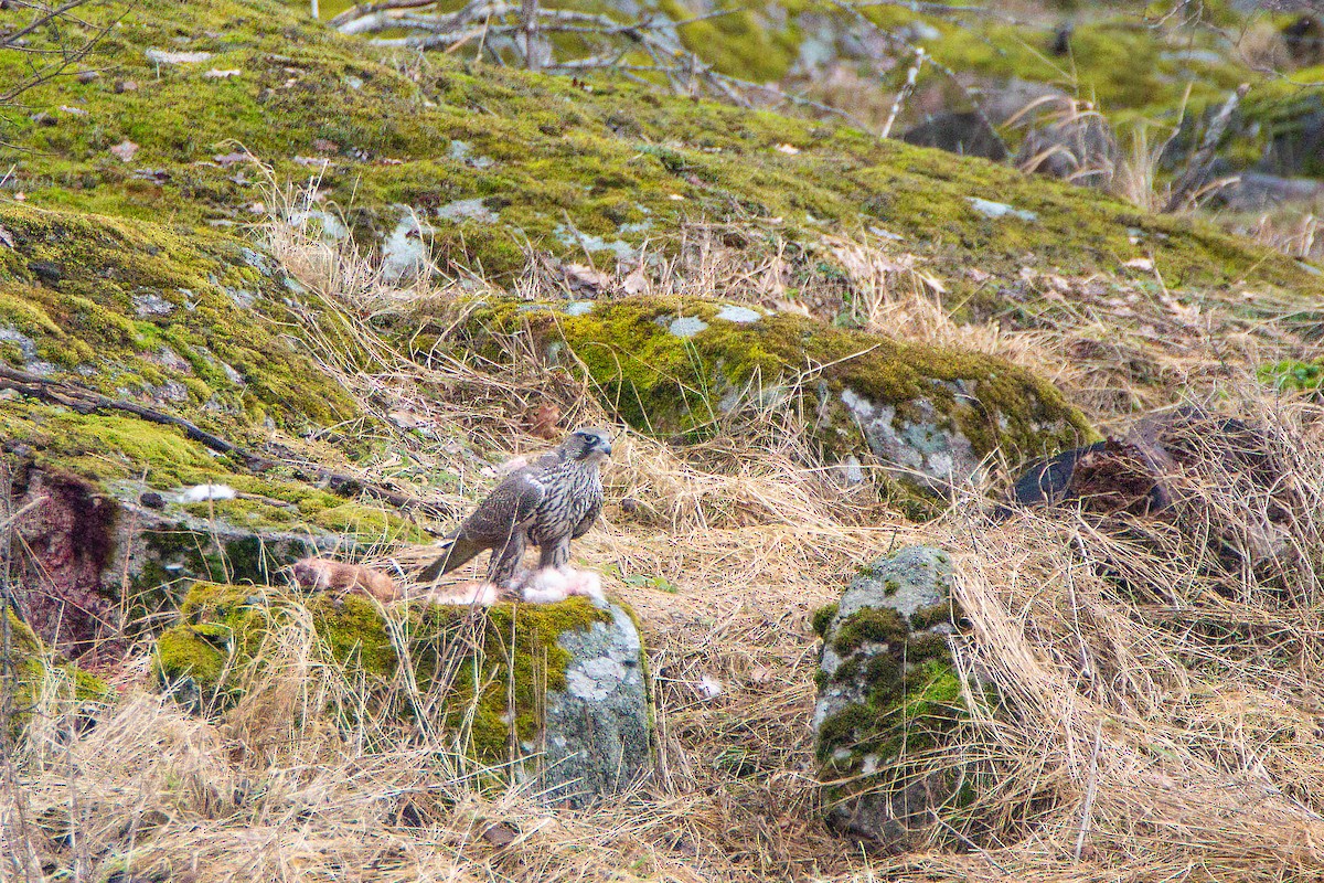 Gyrfalcon - ML616861235