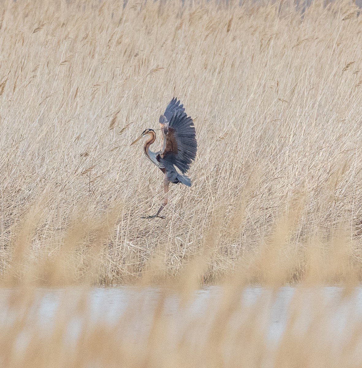 Purple Heron - Sergey Krasnoperov