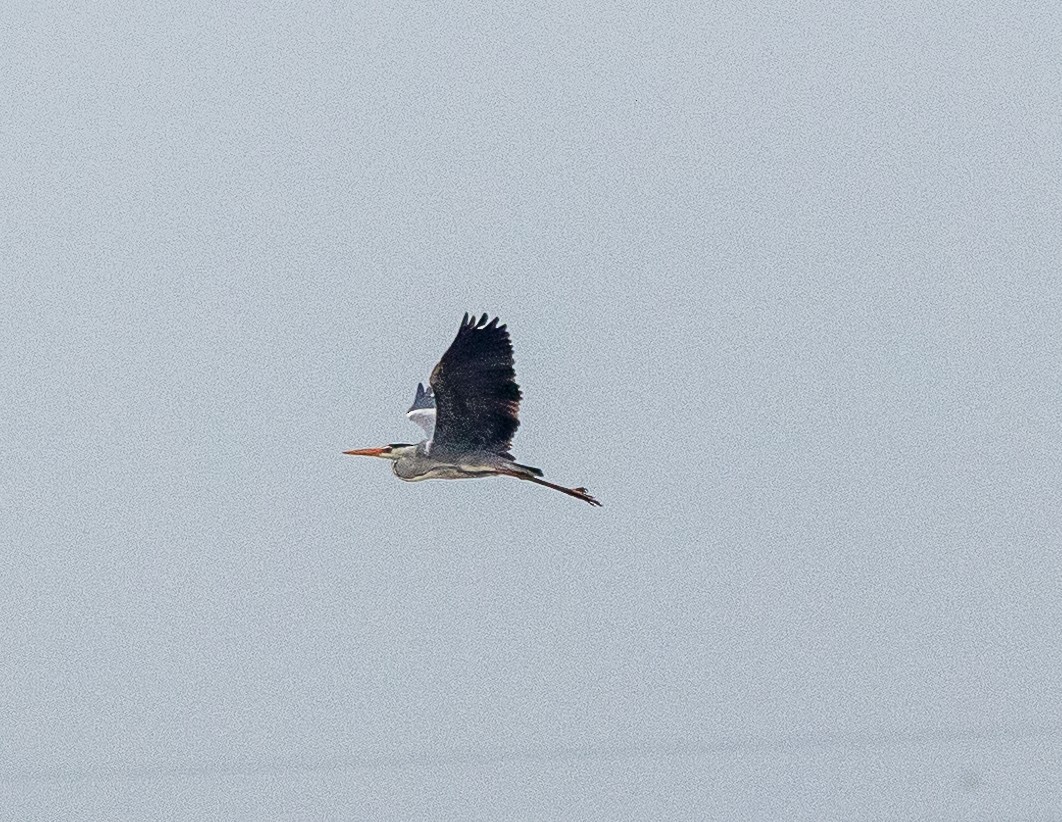 Gray Heron - Sergey Krasnoperov