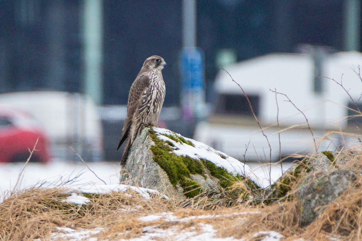 Gyrfalcon - ML616861274