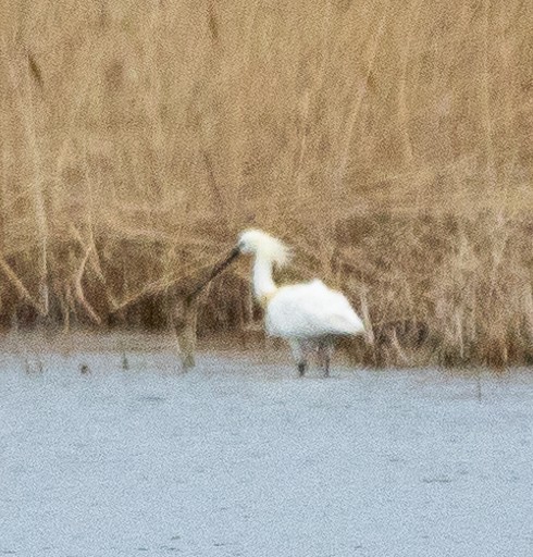 Eurasian Spoonbill - Sergey Krasnoperov