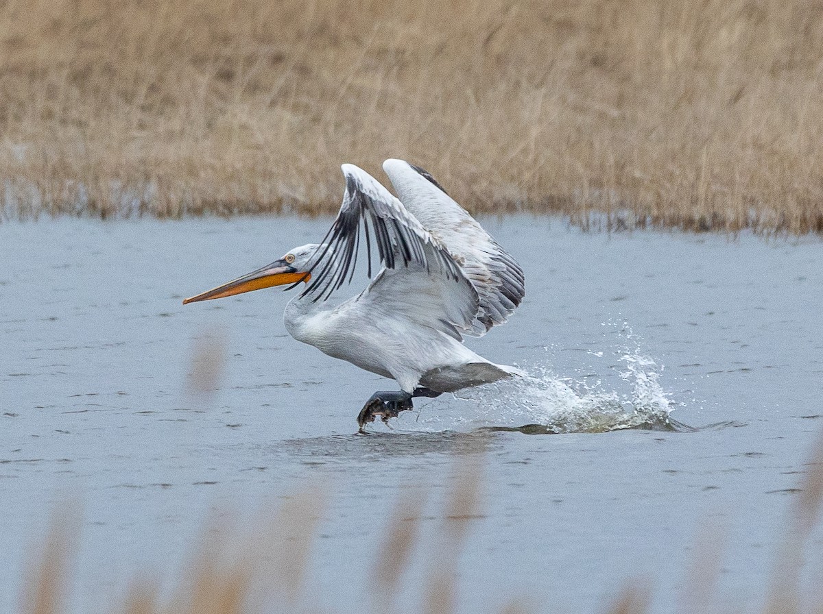 卷羽鵜鶘 - ML616861282