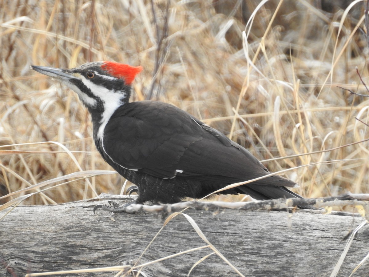 Pileated Woodpecker - ML616861283