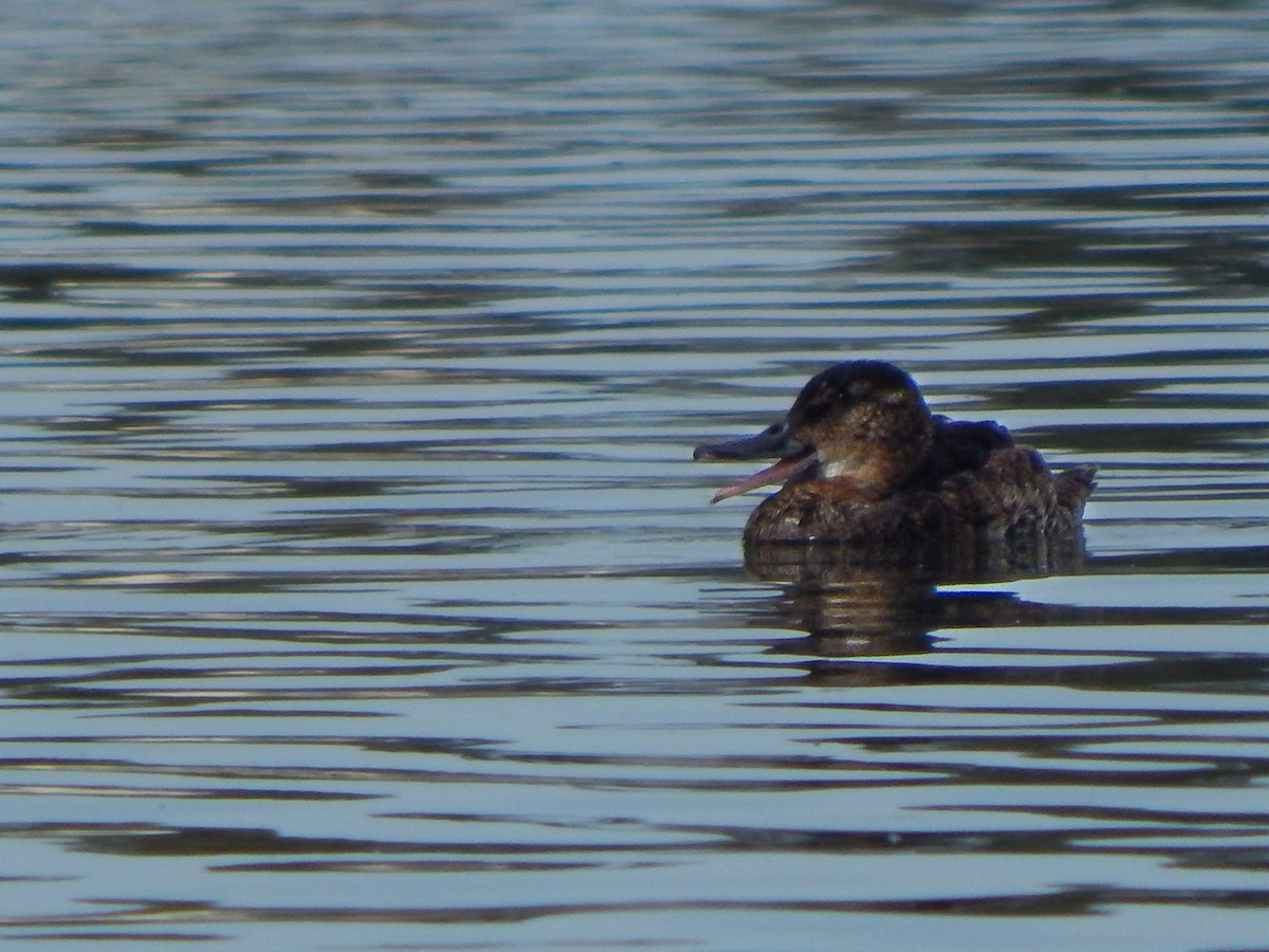 Black-headed Duck - ML616861304