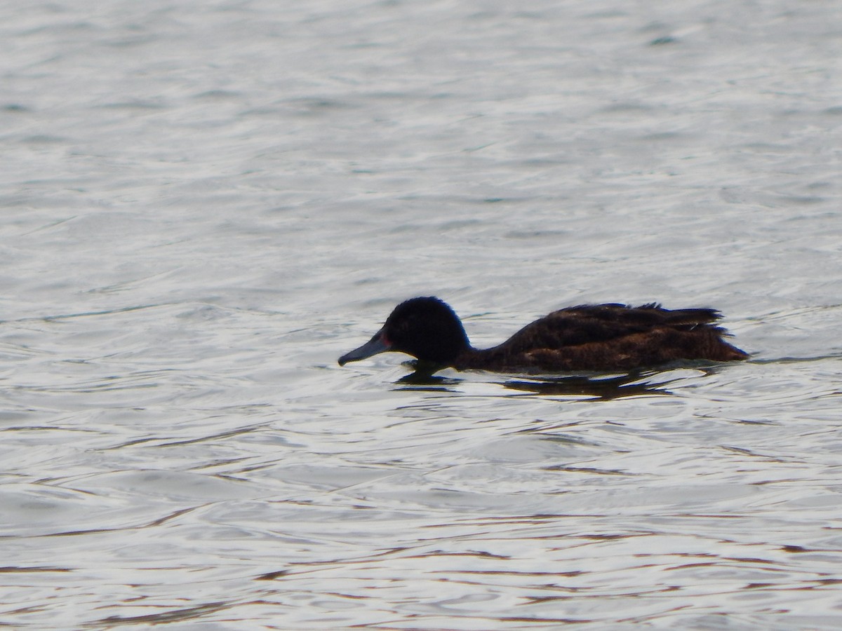 Black-headed Duck - Bautista Cerminato