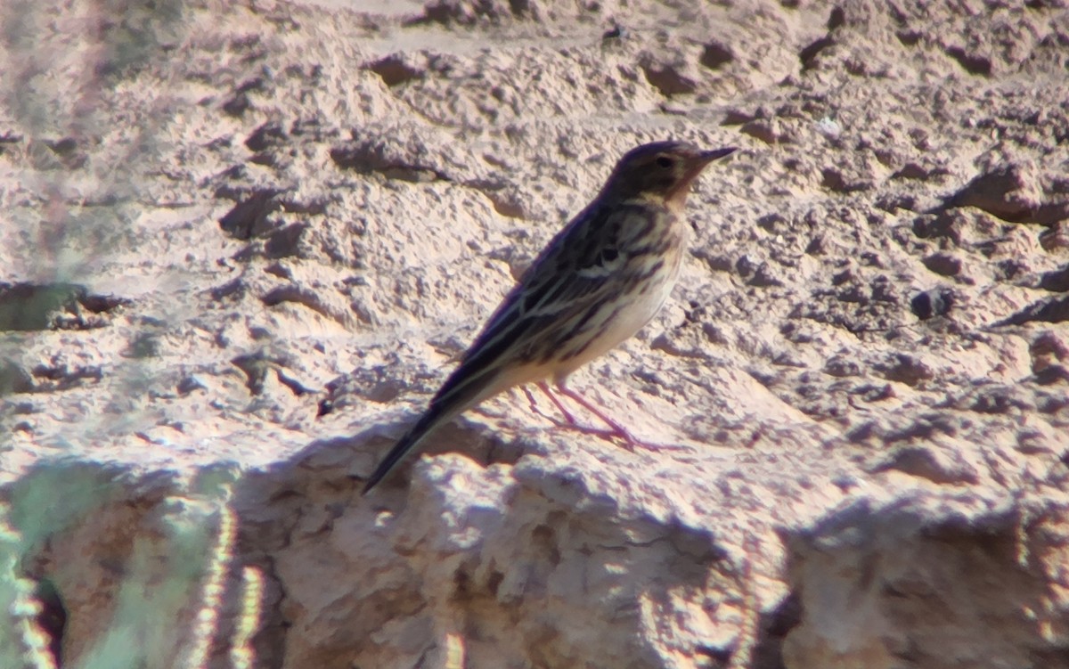 Red-throated Pipit - ML616861315