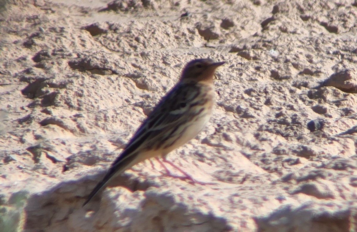 Red-throated Pipit - ML616861317