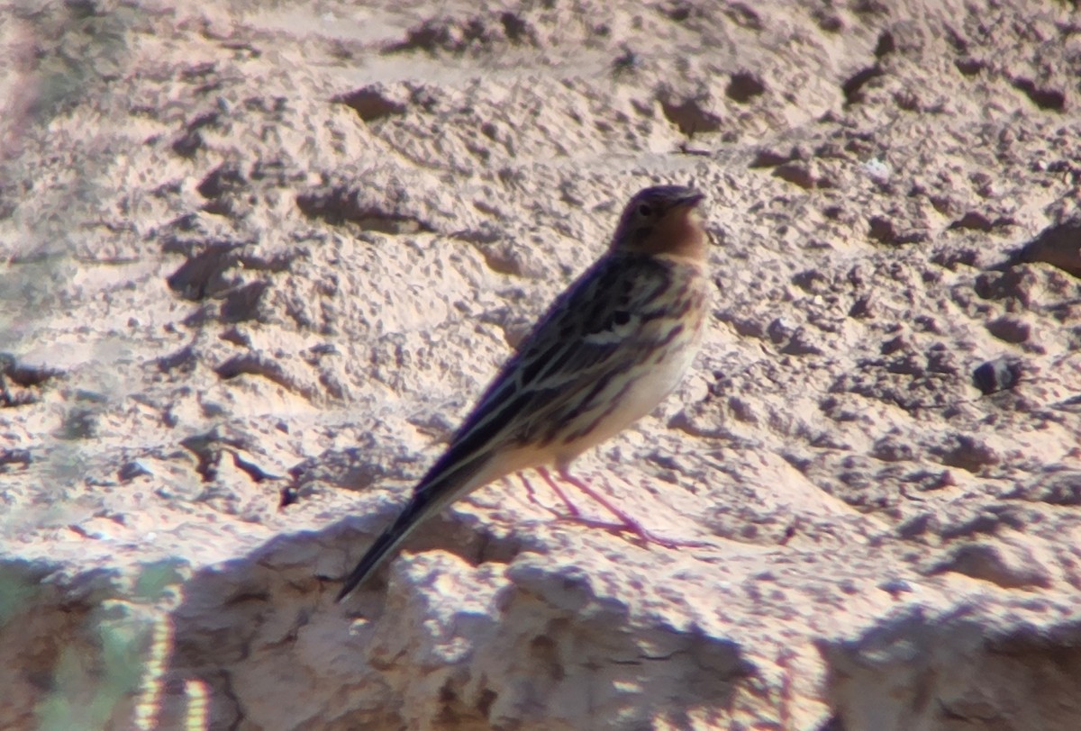Red-throated Pipit - ML616861318